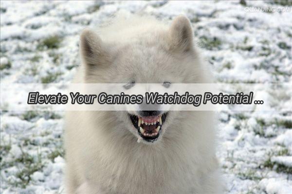 Elevate Your Canines Watchdog Potential Mastering the Art of Building Alertness in Dogs